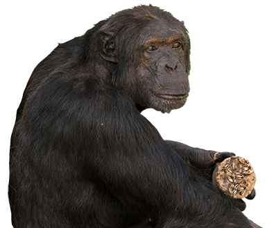 Chimpanzee with a cookie