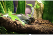 Frogs