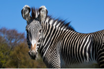 RZSS Zebra