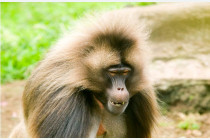 Gelada Male