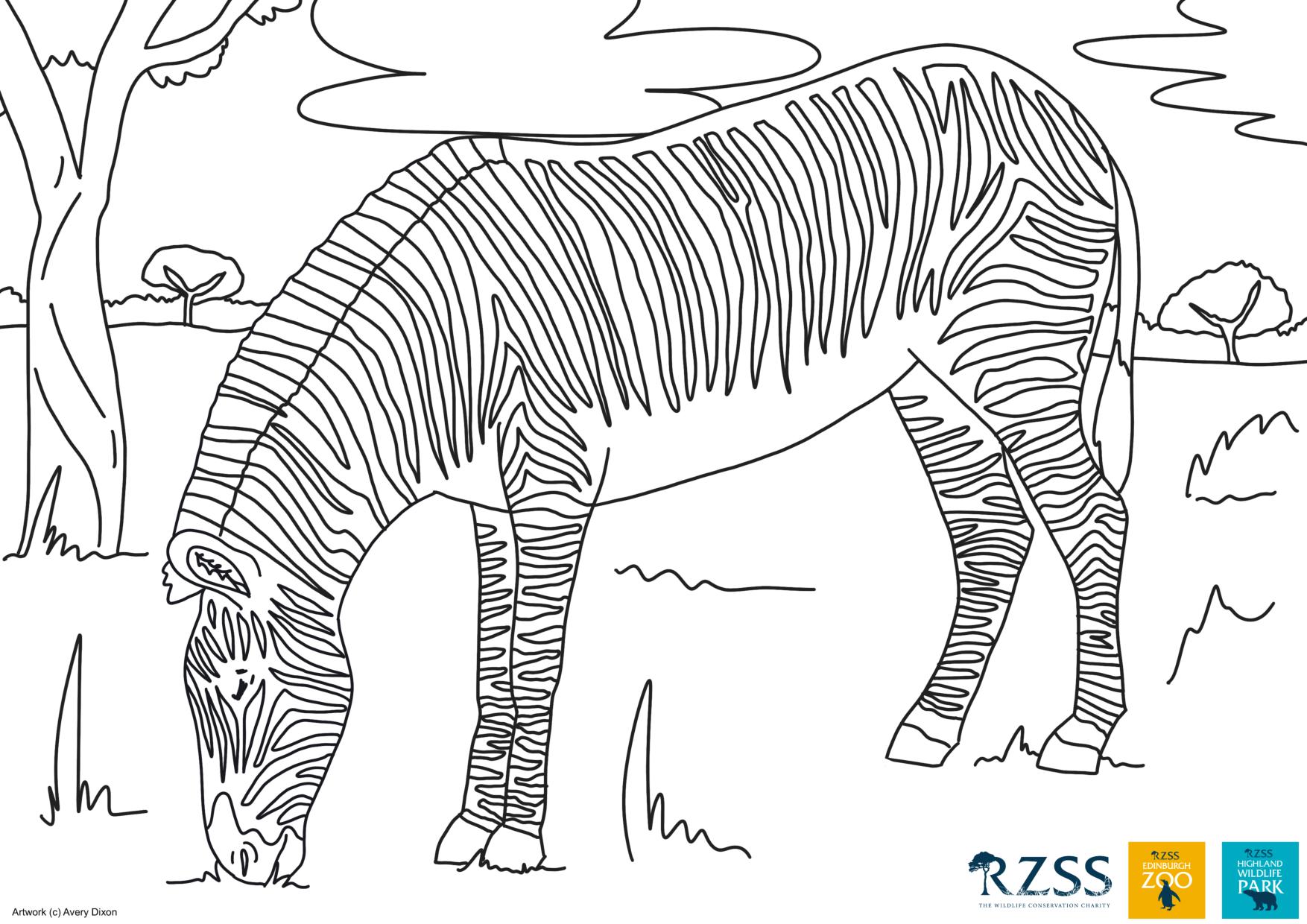zebra colouring