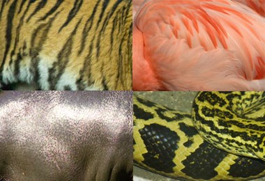 Different animal bodies - tiger, flamingo, hippo and snake