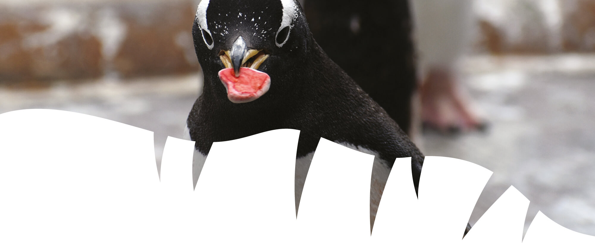 A photo of a penguin holding a heart-shaped pebble