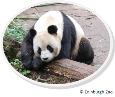 Giant panda at Edinburgh Zoo