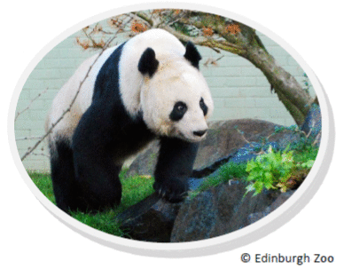 Giant panda at Edinburgh Zoo