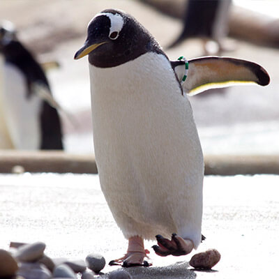 Gentoo Penguin 