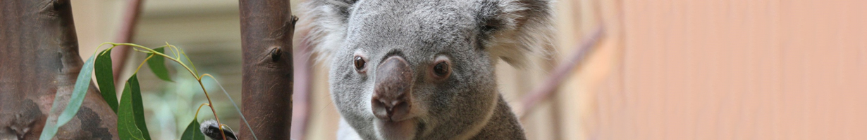Male koala