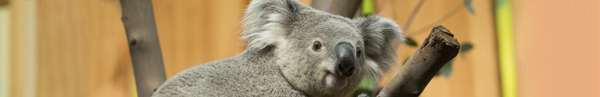koala at Edinburgh Zoo