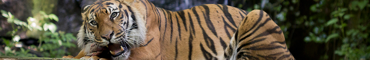 tiger at Edinburgh Zoo