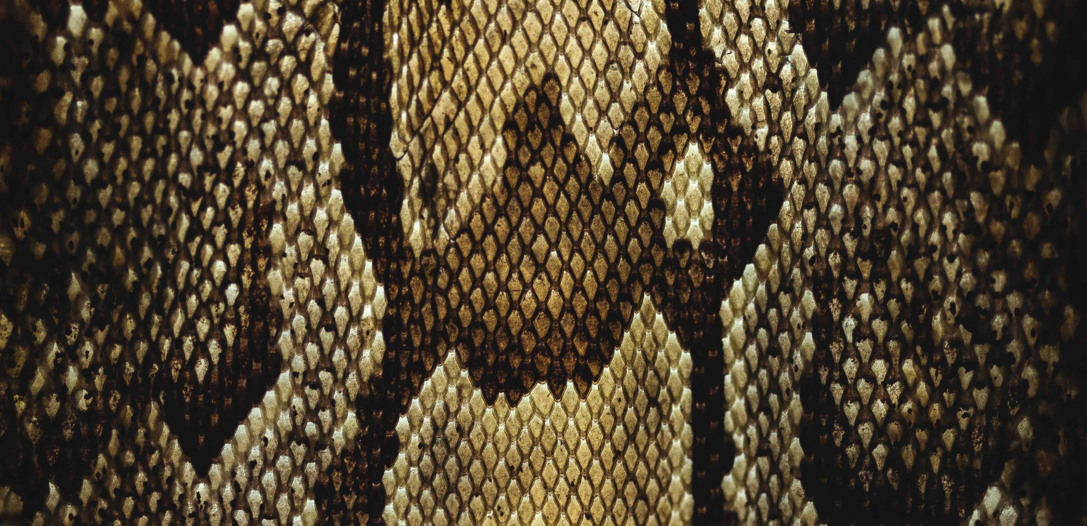 Snake skin Photo by Trollinho on Unsplash