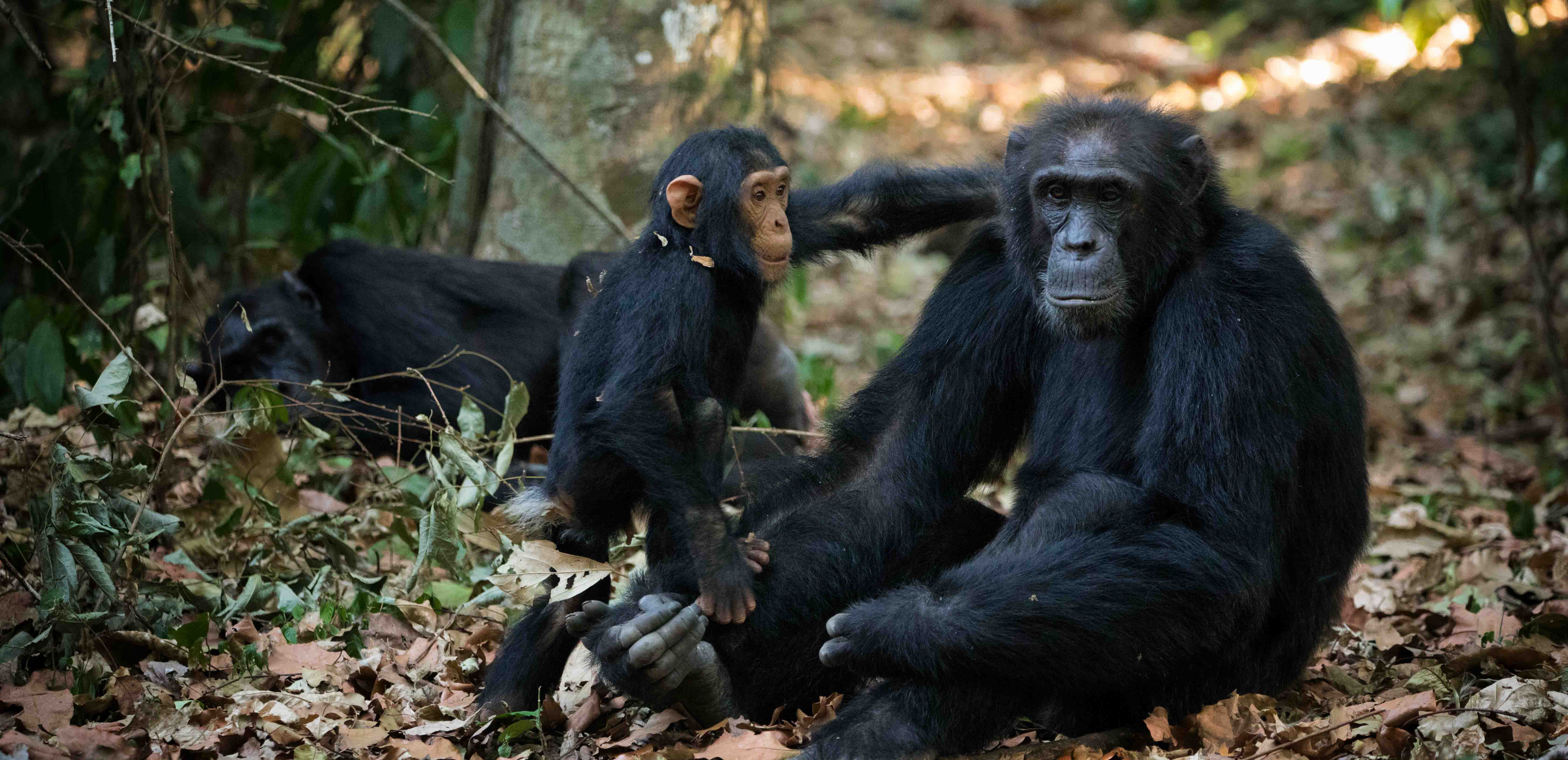 Chimps in Budongo Forest