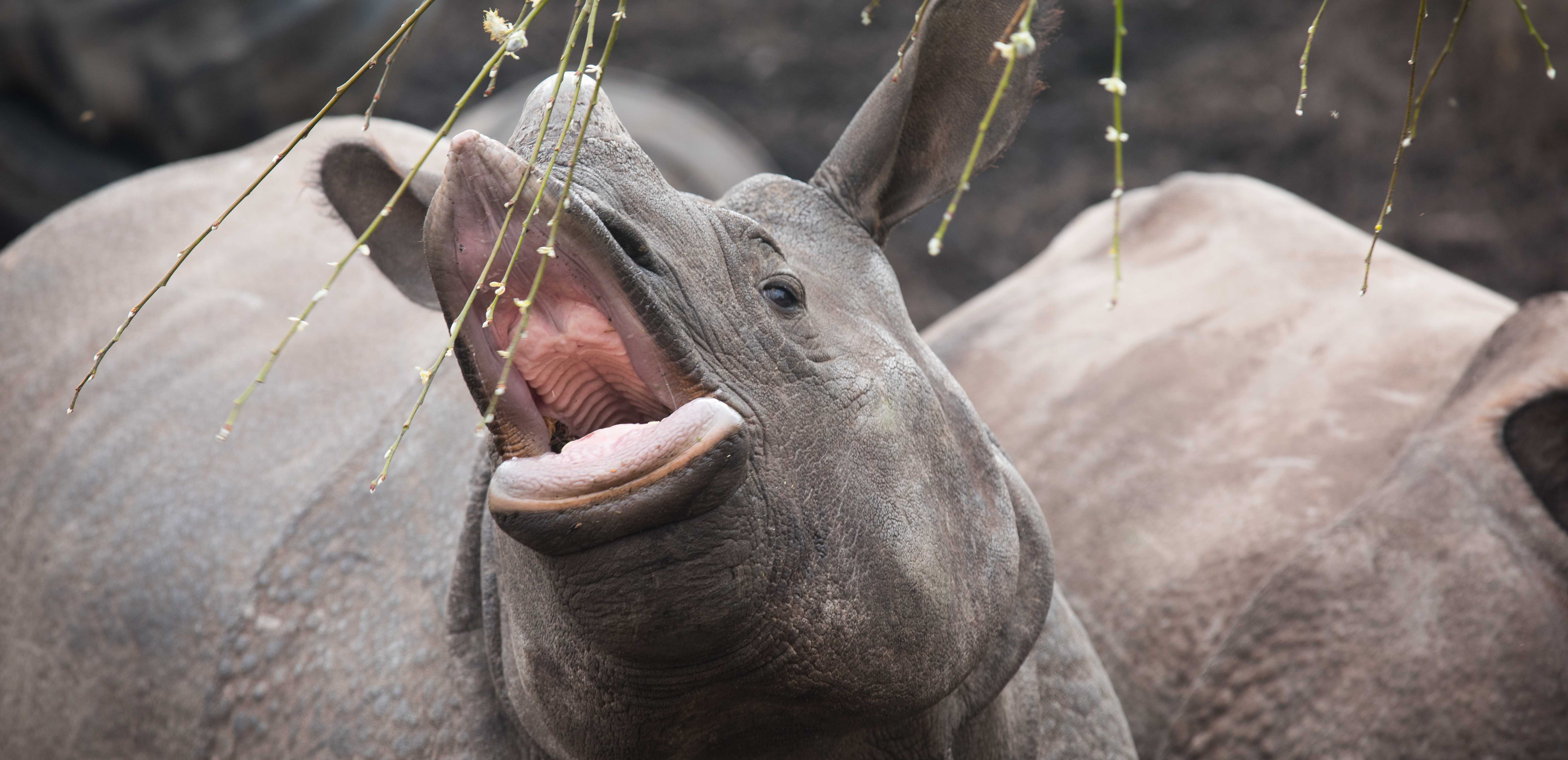 Rhinos eating