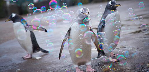 Penguin and bubbles