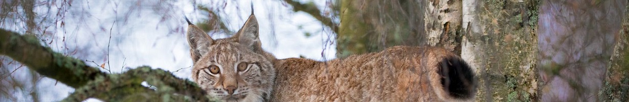a lynx at highland wildlife park