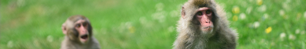 japanese macaques