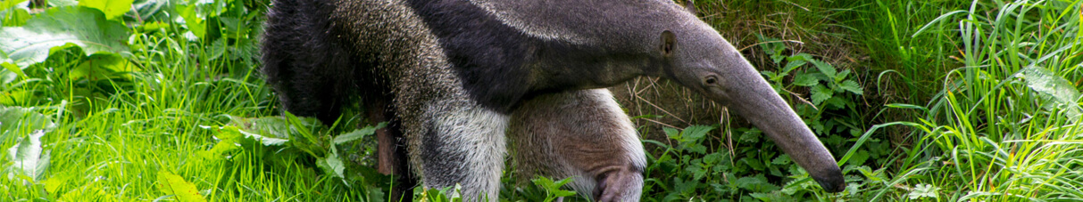 a giant anteater at Edinburgh Zoo