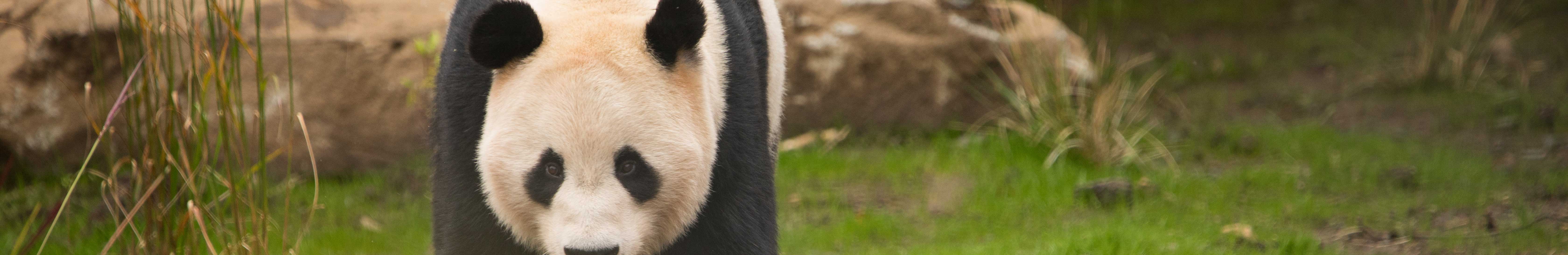 Panda walking