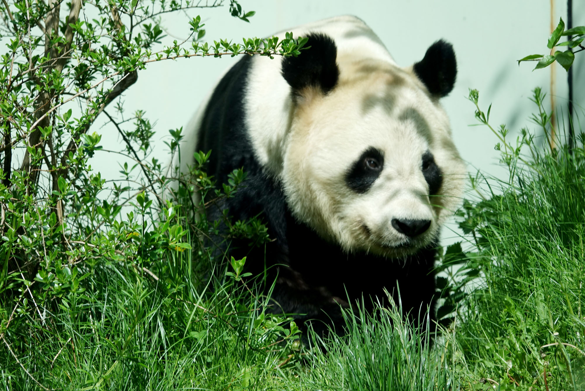 Panda in foliage