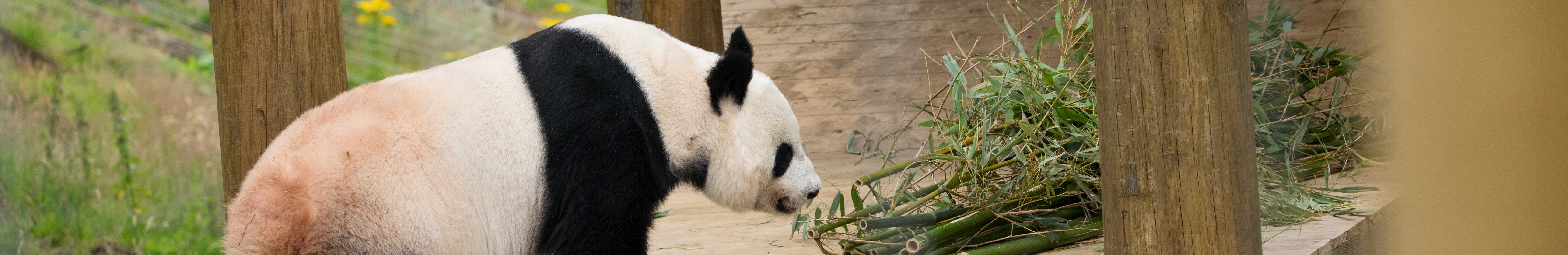 panda smelling bamboo