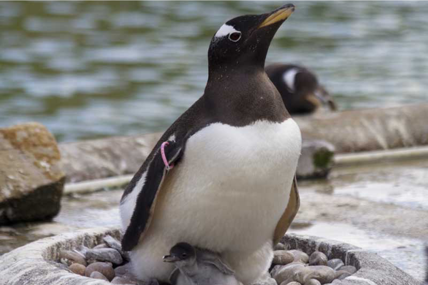 gentoo penguin and chick