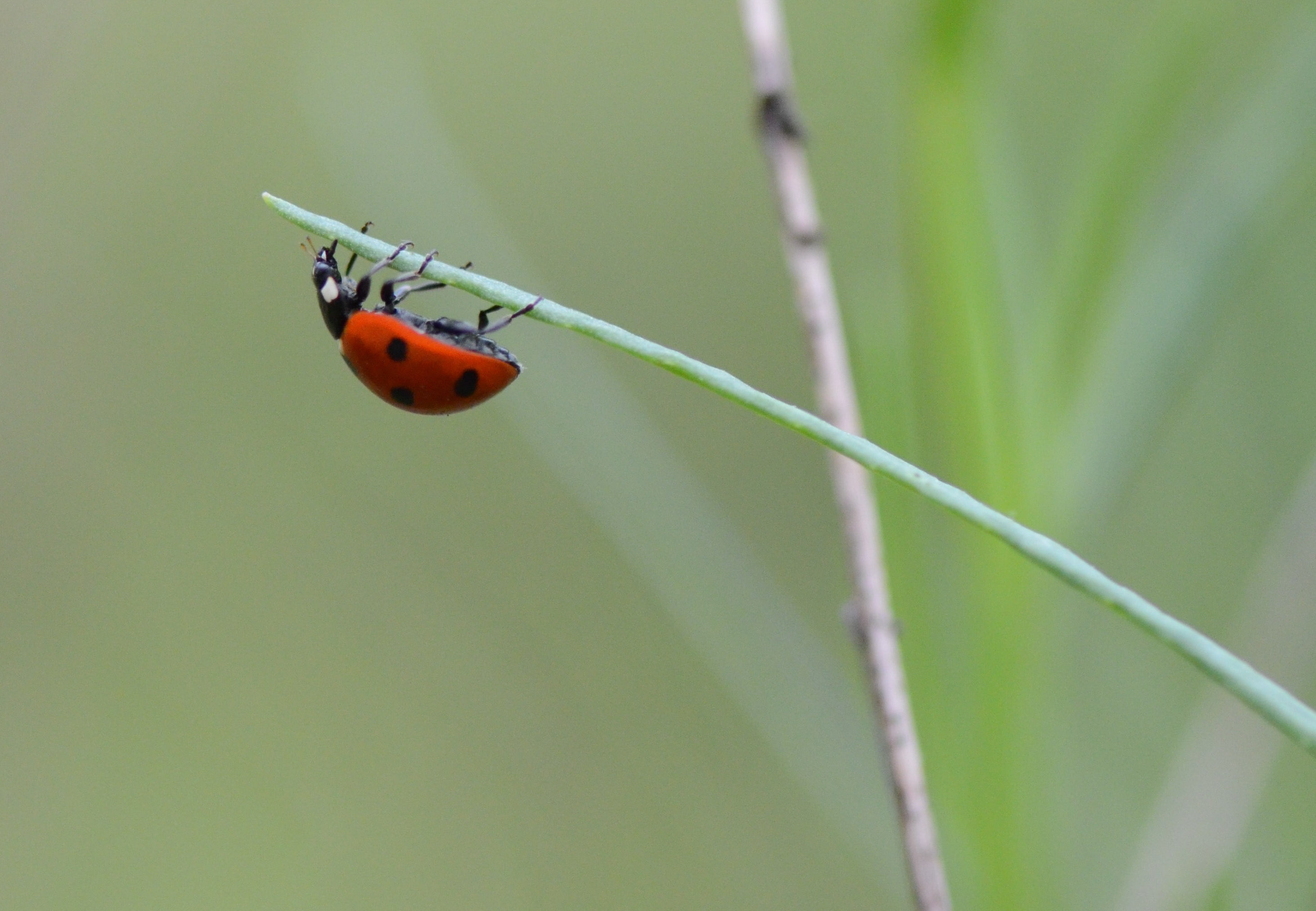 Ladybird on plant 