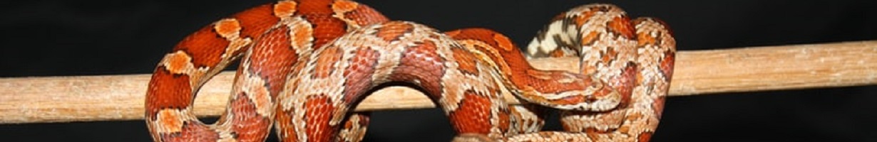 Corn snake curled on wooden pole