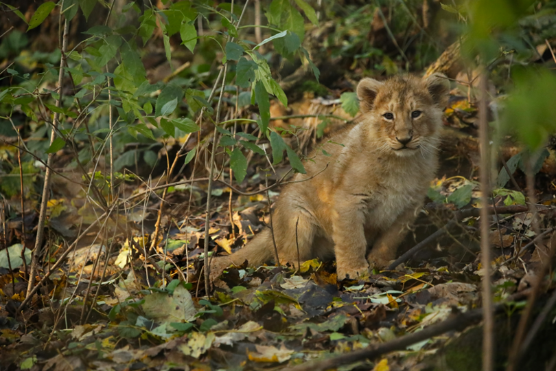 Asiatic lion cub 