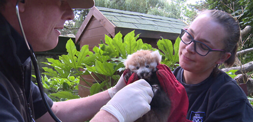 A keeper and a vet with a red panda