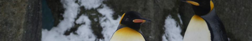 King Penguins