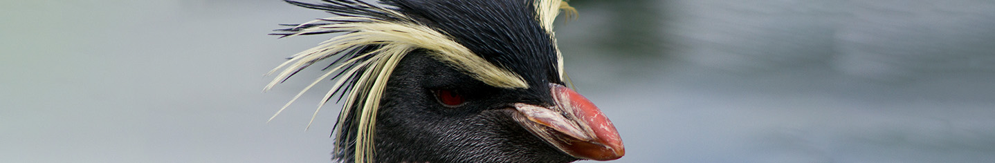 Northern rockhopper penguin