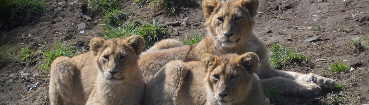 lion cubs