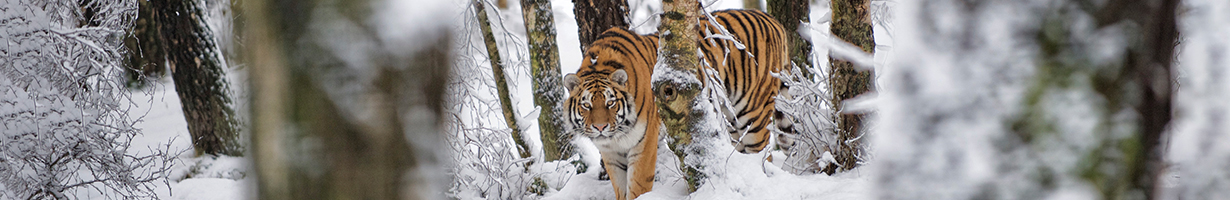 Tiger in the snow