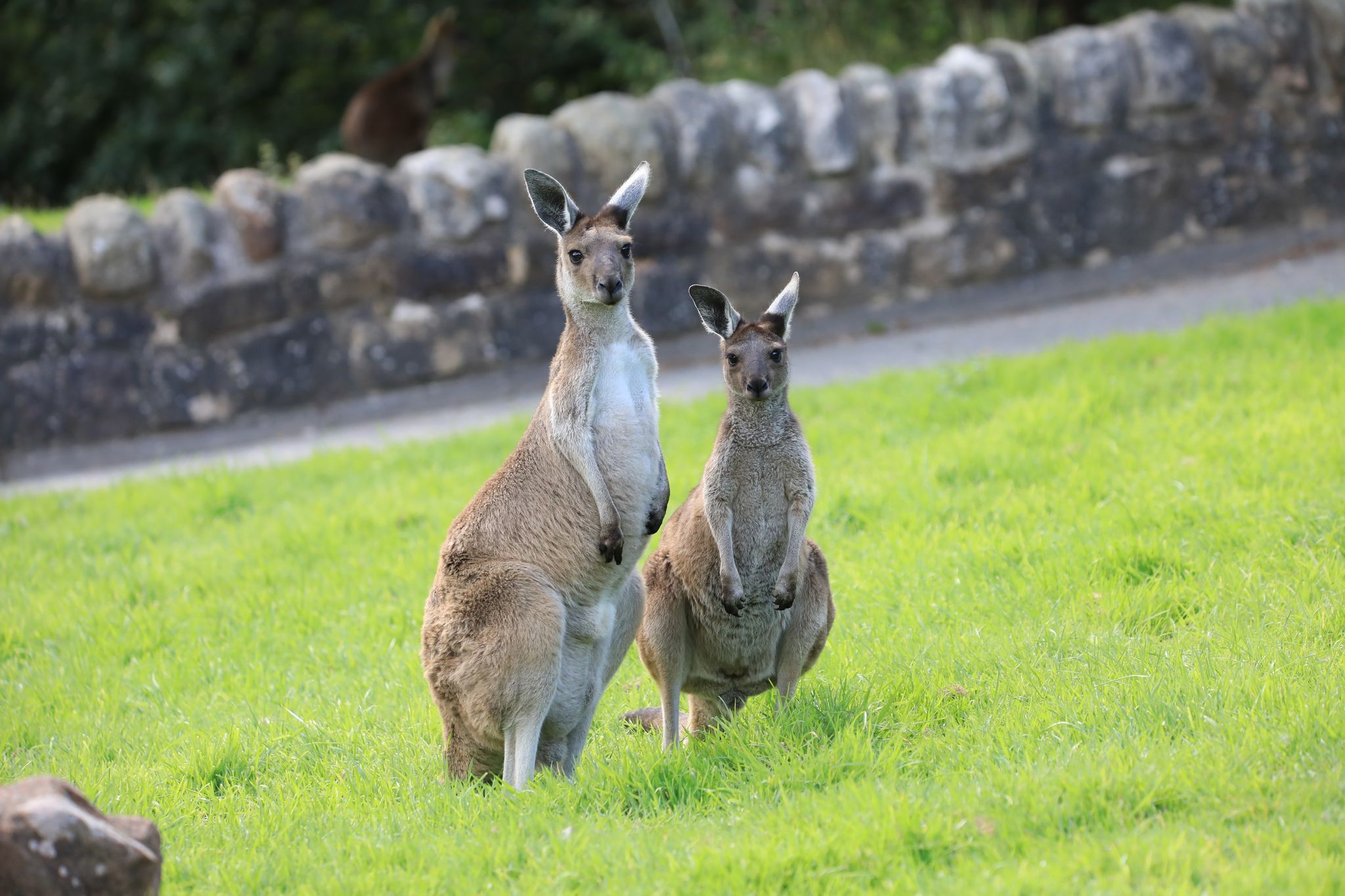 kangaroo and joey 