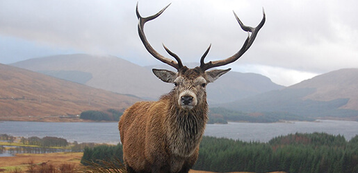 Bonnie Beasts of Scotland