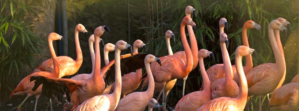 A flock of Chilean Flamingos
