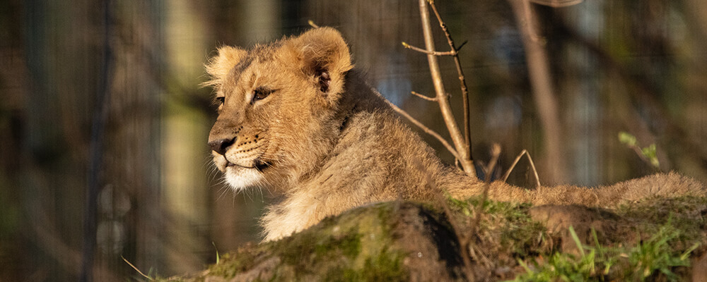 a lion cub