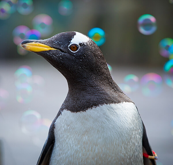 a gentoo penguin playing with bubbles