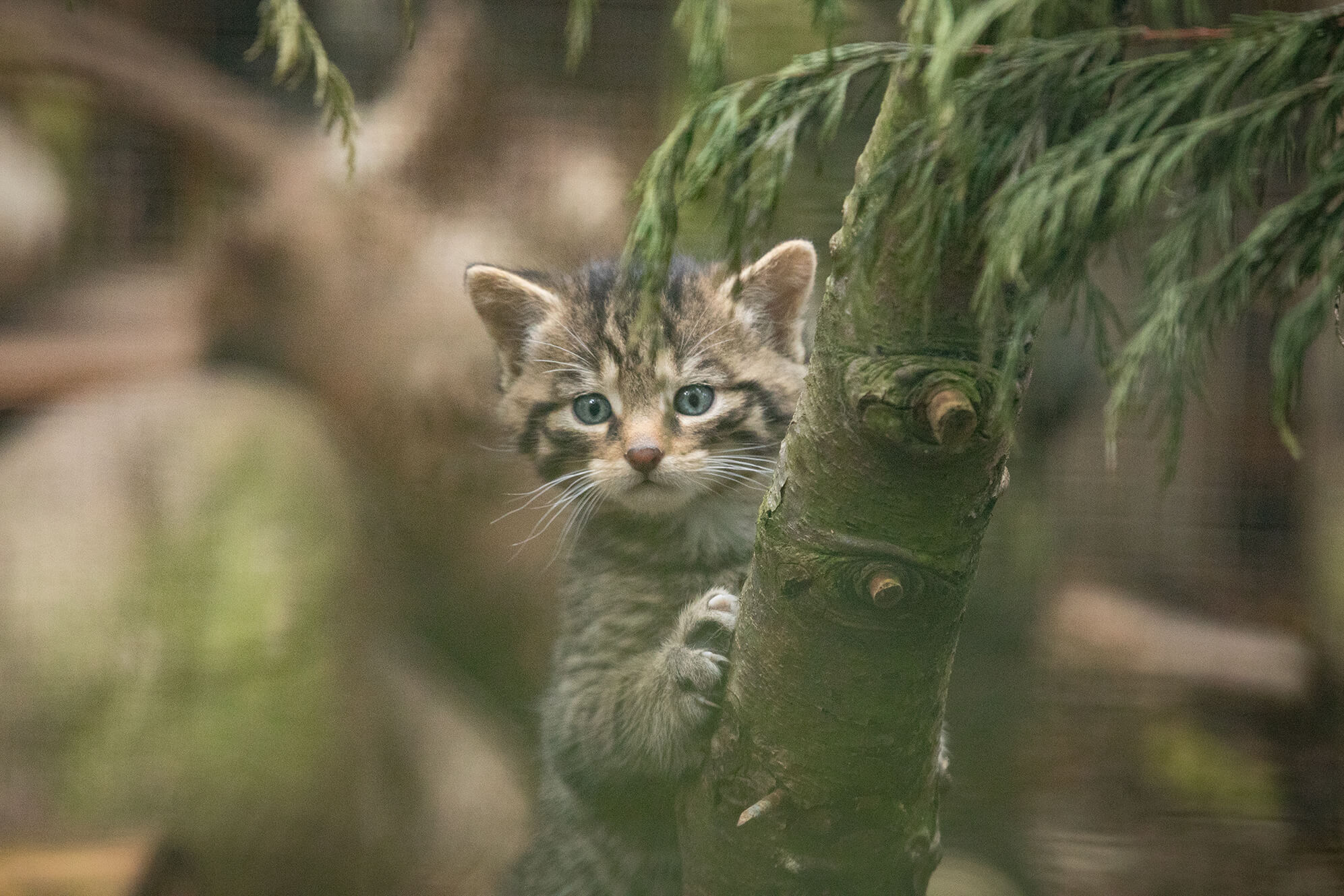 a wildcat kitten on a branch