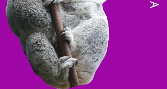 koala bottom