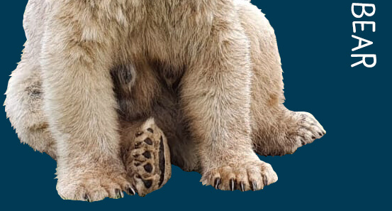 polar bear bottom