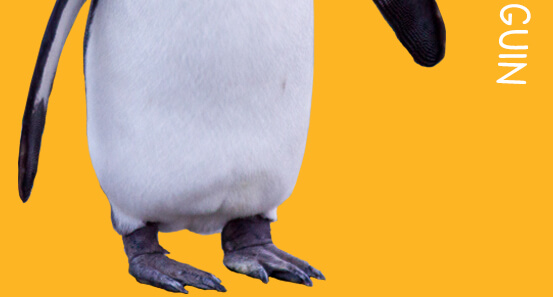 penguin bottom