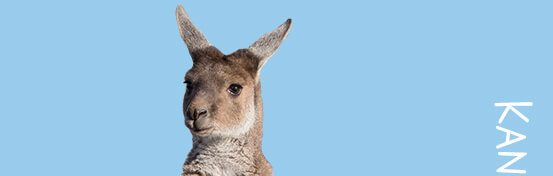 kangaroo head