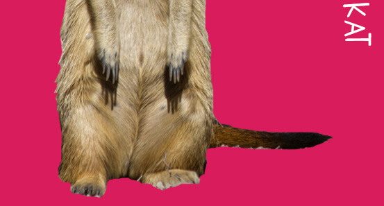 meerkat bottom