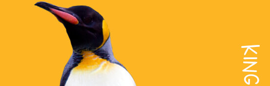 king penguin head
