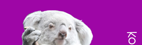 koala head
