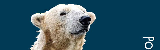 polar bear head