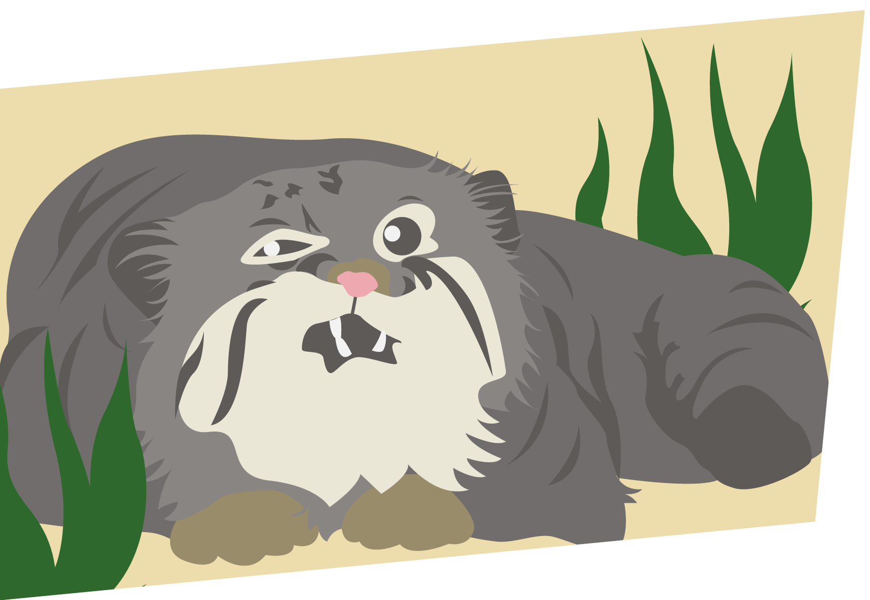 Grumpy Pallas Cat