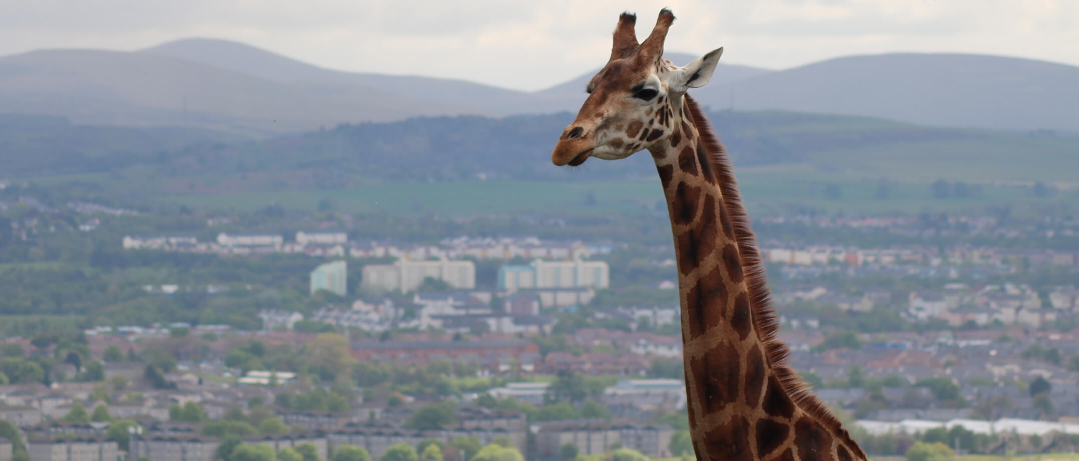 A giraffe at Edinburgh Zoo with the backdrop of the city