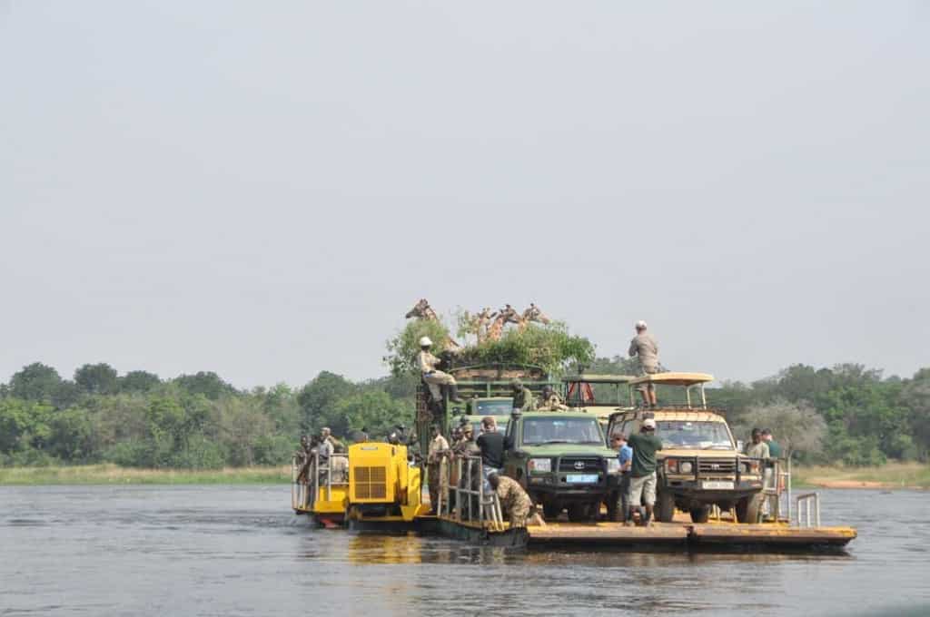 Giraffes being transported across a river in Africa by ferry.