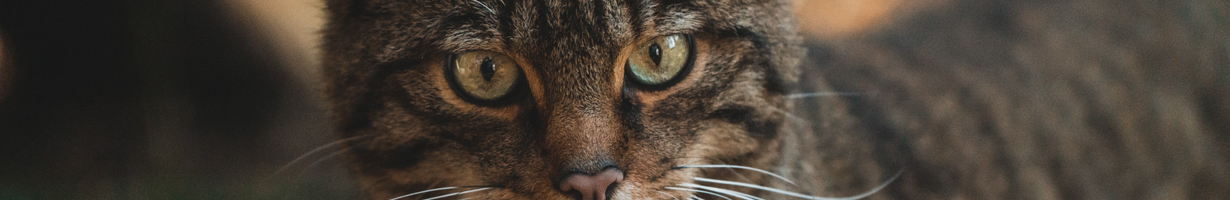 Wildcat eyes